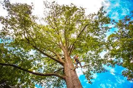 Best Arborist Consultation Services  in Margate City, NJ