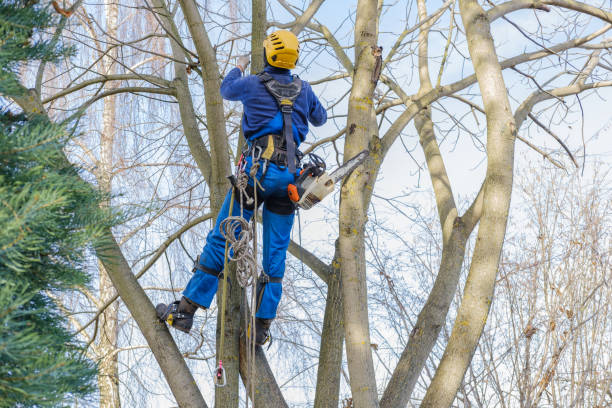 Best Tree Risk Assessment  in Margate City, NJ