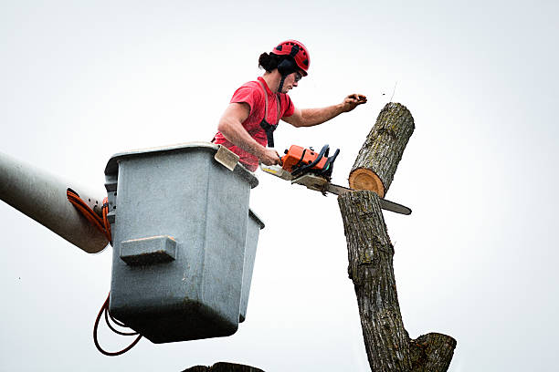  Margate City, NJ Tree Removal Services Pros